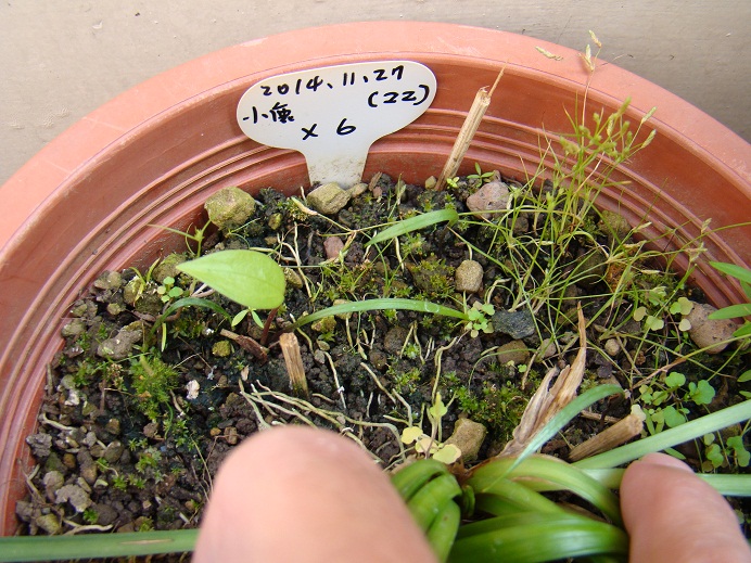 按此在新視窗瀏覽圖片