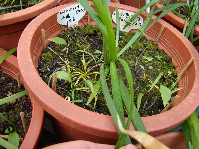 按此在新視窗瀏覽圖片