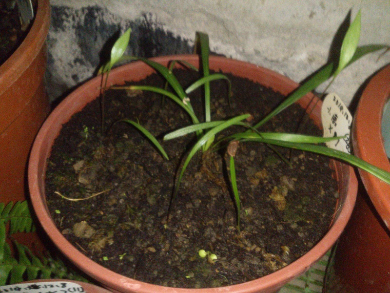 按此在新視窗瀏覽圖片