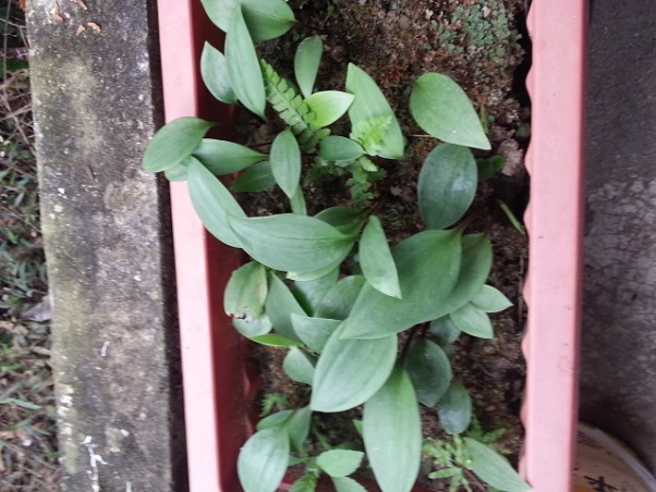 按此在新視窗瀏覽圖片