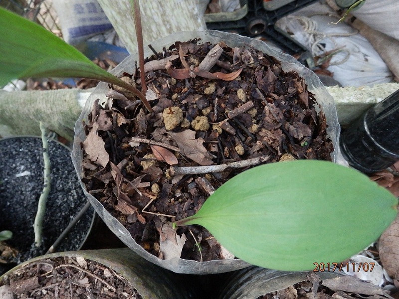 «ö¦¹¦b·sµøµ¡ÂsÄý¹Ï¤ù