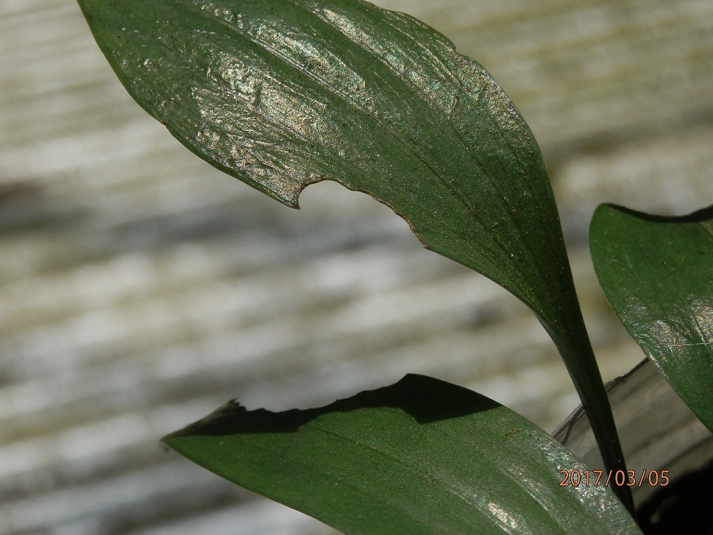 «ö¦¹¦b·sµøµ¡ÂsÄý¹Ï¤ù