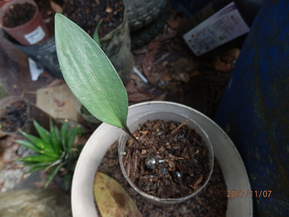 «ö¦¹¦b·sµøµ¡ÂsÄý¹Ï¤ù