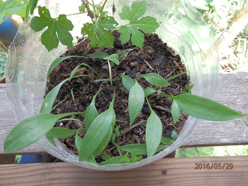 «ö¦¹¦b·sµøµ¡ÂsÄý¹Ï¤ù