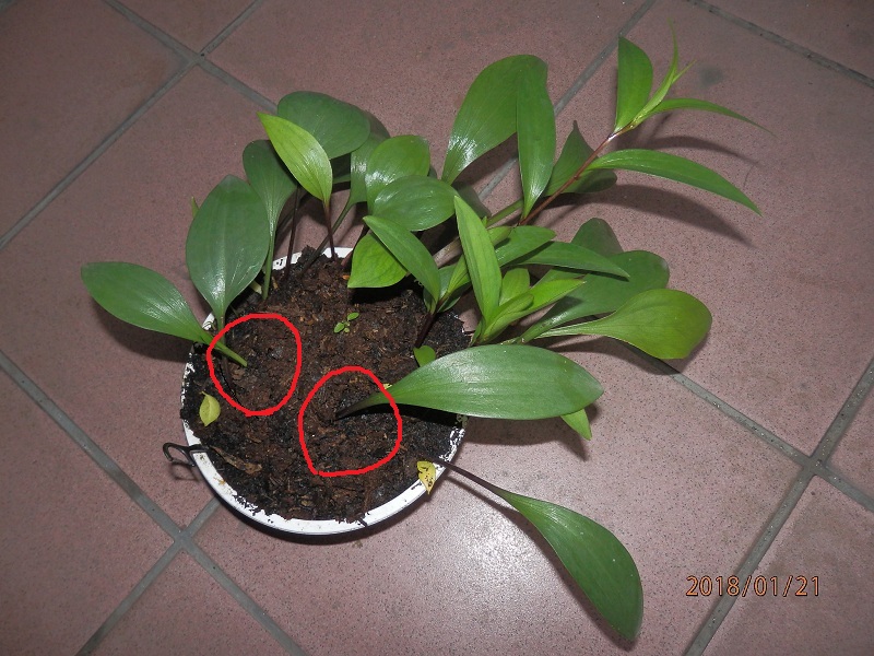 «ö¦¹¦b·sµøµ¡ÂsÄý¹Ï¤ù