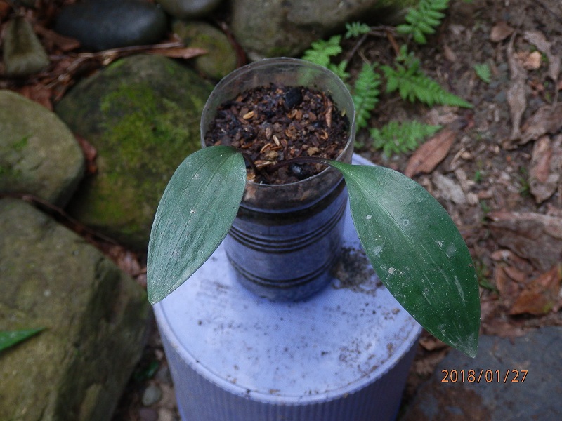 «ö¦¹¦b·sµøµ¡ÂsÄý¹Ï¤ù