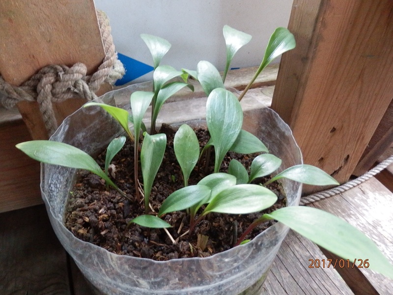 «ö¦¹¦b·sµøµ¡ÂsÄý¹Ï¤ù