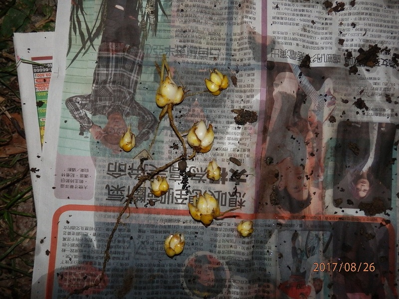 «ö¦¹¦b·sµøµ¡ÂsÄý¹Ï¤ù