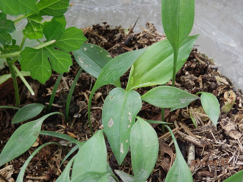 «ö¦¹¦b·sµøµ¡ÂsÄý¹Ï¤ù