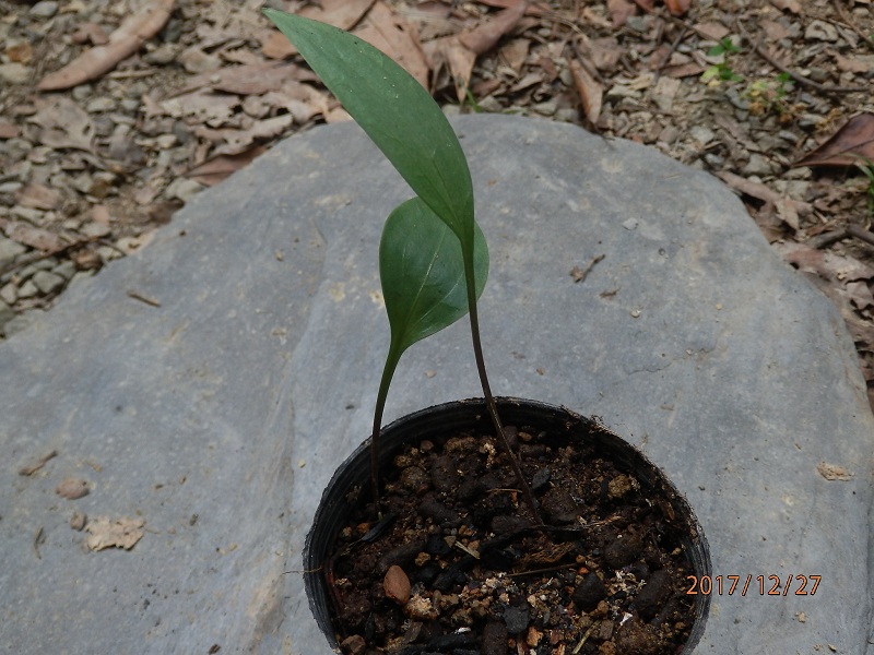 «ö¦¹¦b·sµøµ¡ÂsÄý¹Ï¤ù