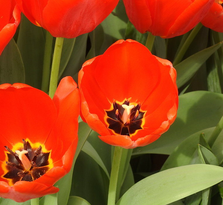 按此在新視窗瀏覽圖片