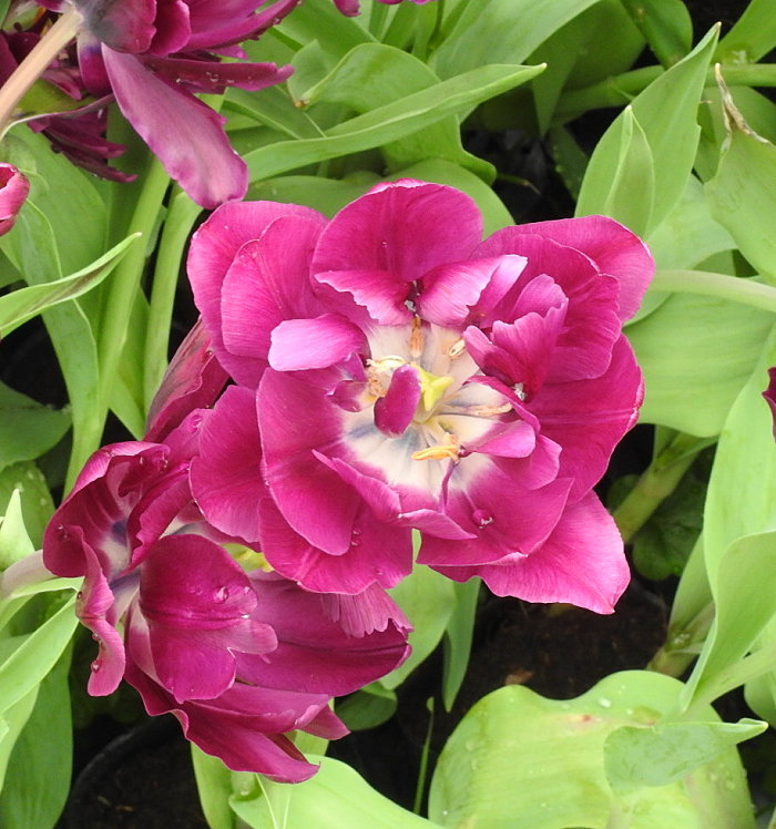 按此在新視窗瀏覽圖片