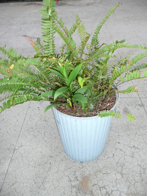 按此在新視窗瀏覽圖片