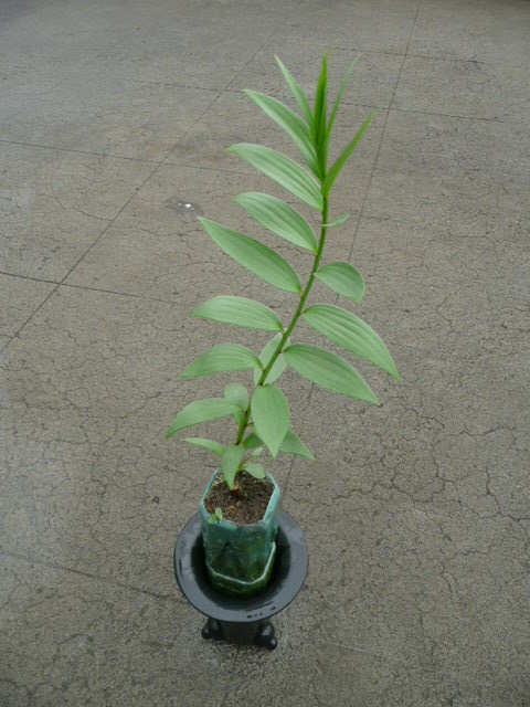 «ö¦¹¦b·sµøµ¡ÂsÄý¹Ï¤ù