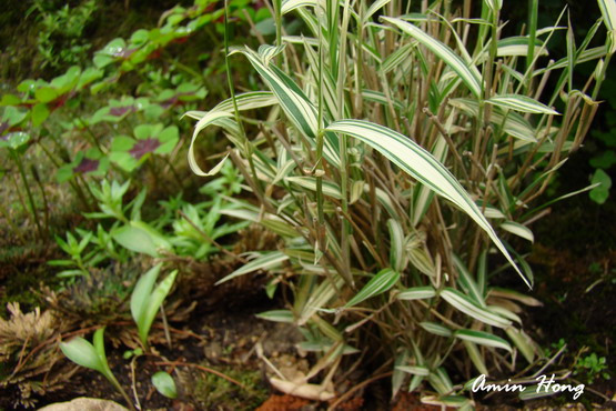 «ö¦¹¦b·sµøµ¡ÂsÄý¹Ï¤ù