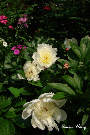 «ö¦¹¦b·sµøµ¡ÂsÄý¹Ï¤ù