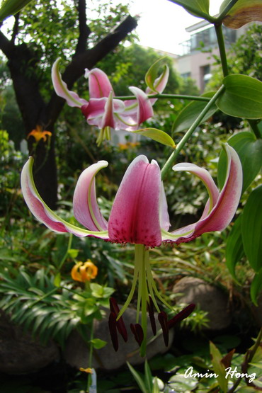 «ö¦¹¦b·sµøµ¡ÂsÄý¹Ï¤ù