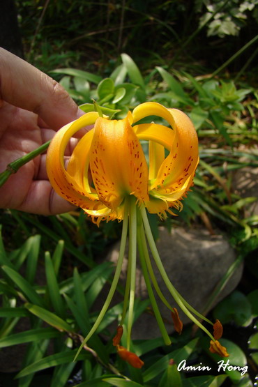 «ö¦¹¦b·sµøµ¡ÂsÄý¹Ï¤ù