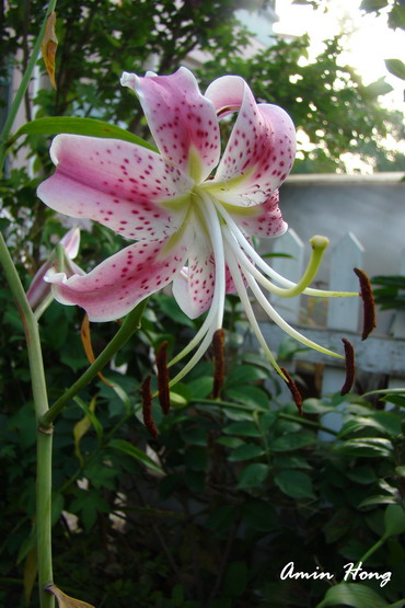 «ö¦¹¦b·sµøµ¡ÂsÄý¹Ï¤ù