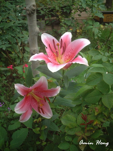 «ö¦¹¦b·sµøµ¡ÂsÄý¹Ï¤ù