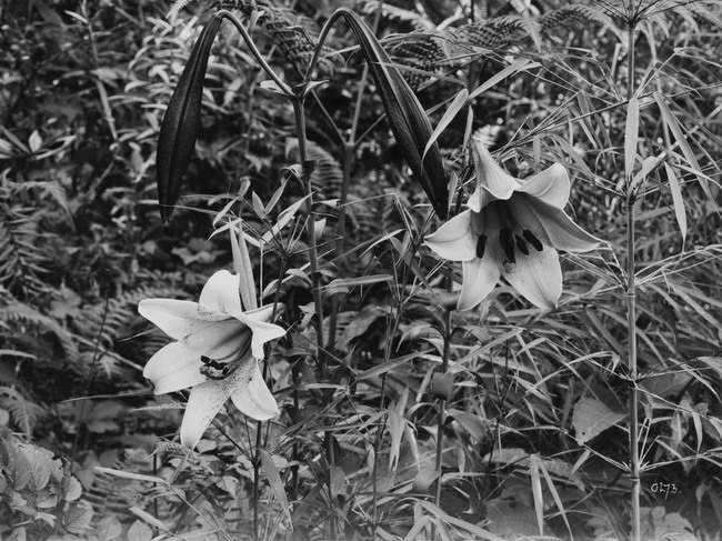 «ö¦¹¦b·sµøµ¡ÂsÄý¹Ï¤ù