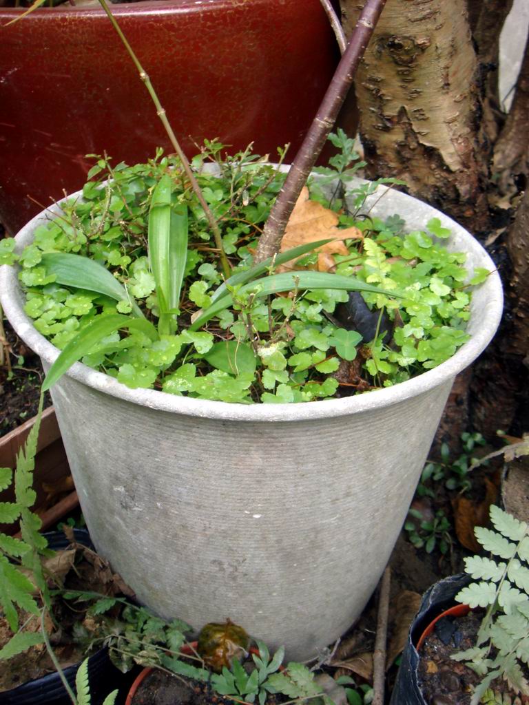 «ö¦¹¦b·sµøµ¡ÂsÄý¹Ï¤ù