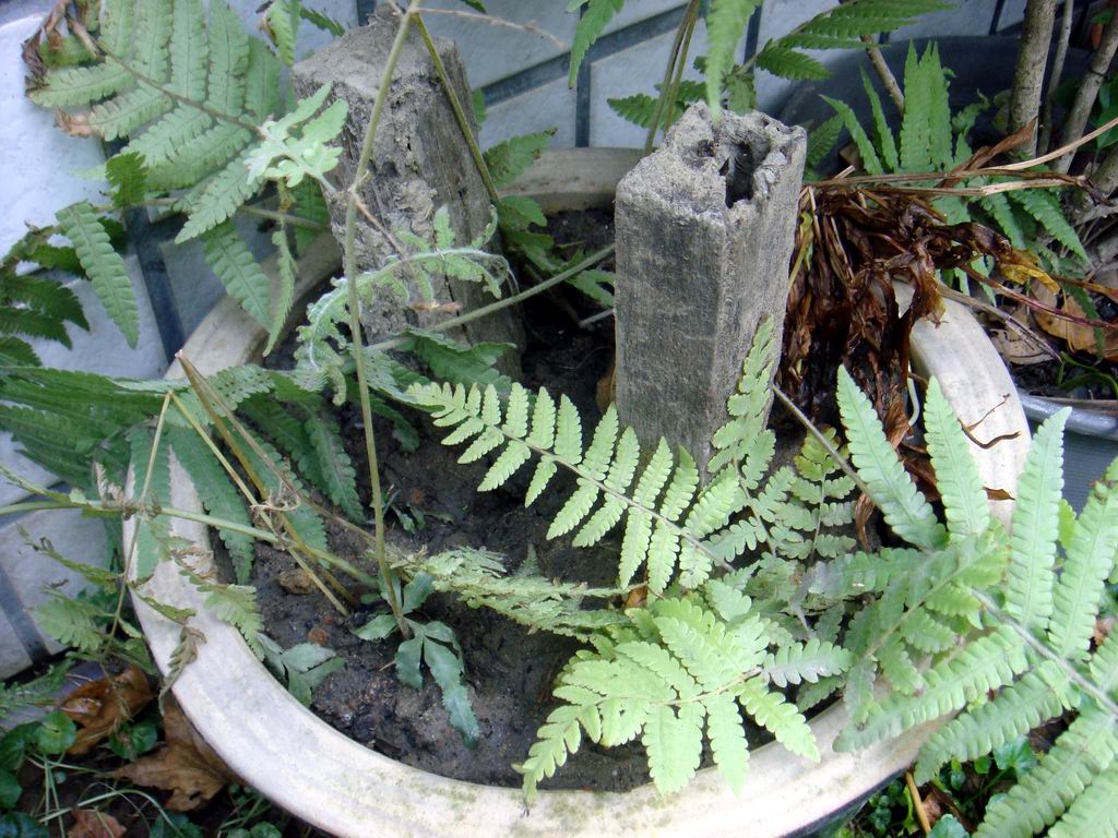 «ö¦¹¦b·sµøµ¡ÂsÄý¹Ï¤ù