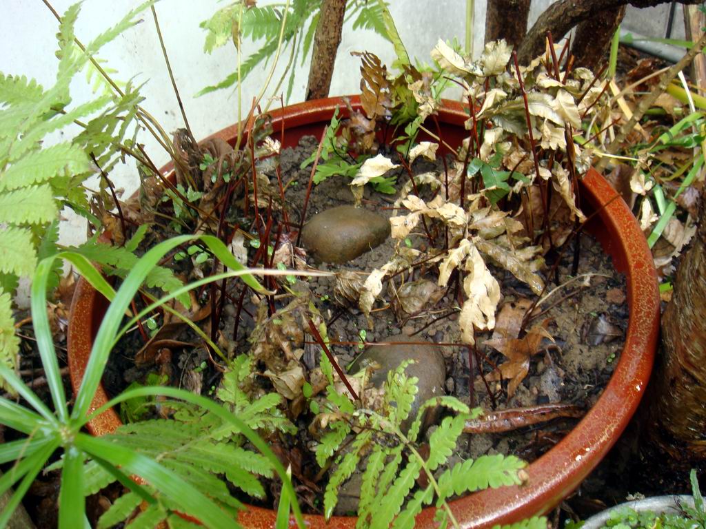 «ö¦¹¦b·sµøµ¡ÂsÄý¹Ï¤ù