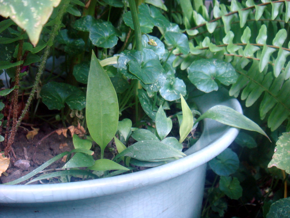 «ö¦¹¦b·sµøµ¡ÂsÄý¹Ï¤ù