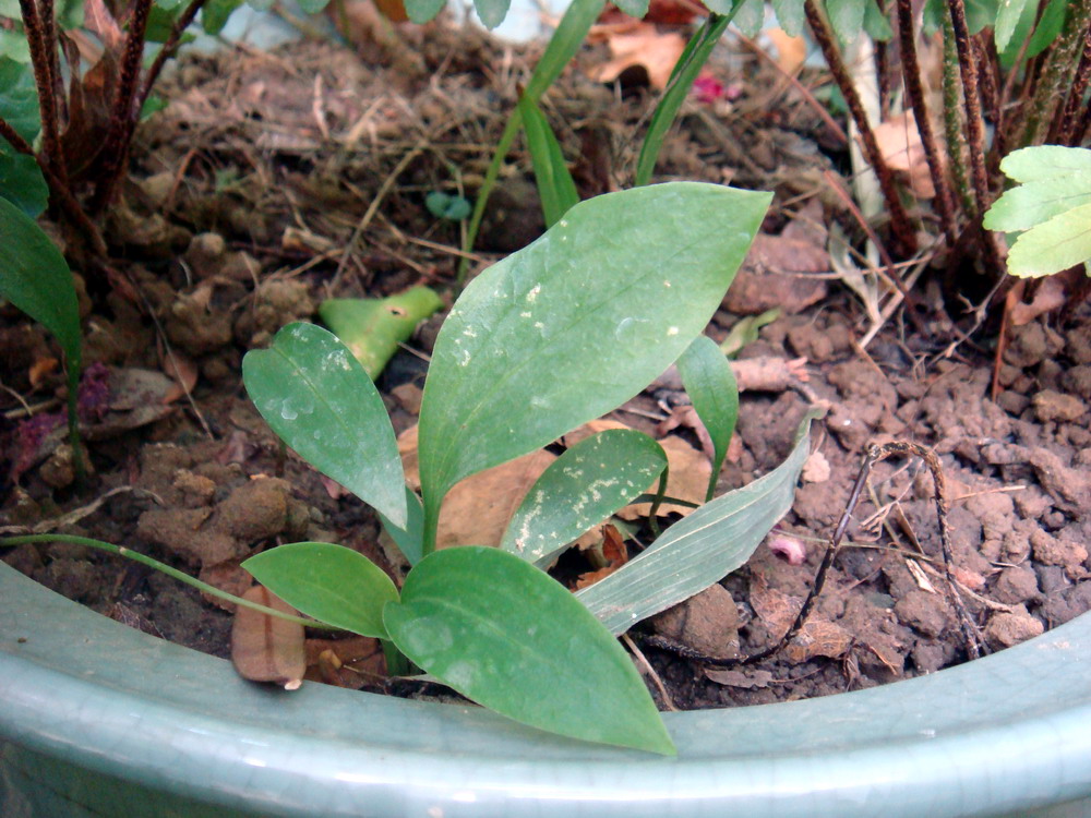 «ö¦¹¦b·sµøµ¡ÂsÄý¹Ï¤ù