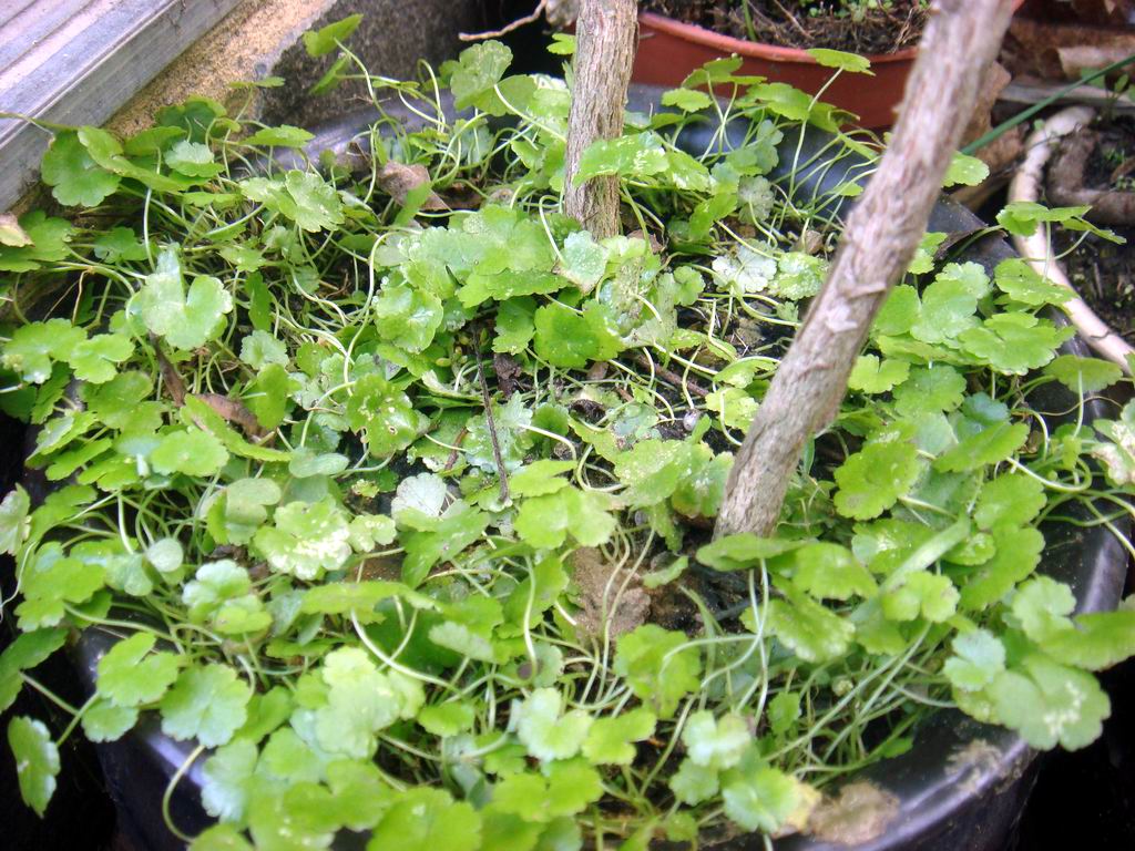 «ö¦¹¦b·sµøµ¡ÂsÄý¹Ï¤ù