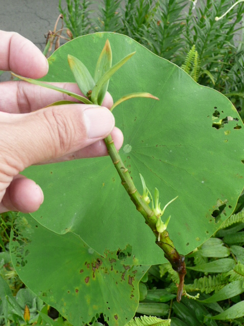 按此在新視窗瀏覽圖片