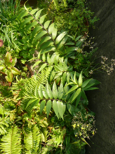 按此在新視窗瀏覽圖片