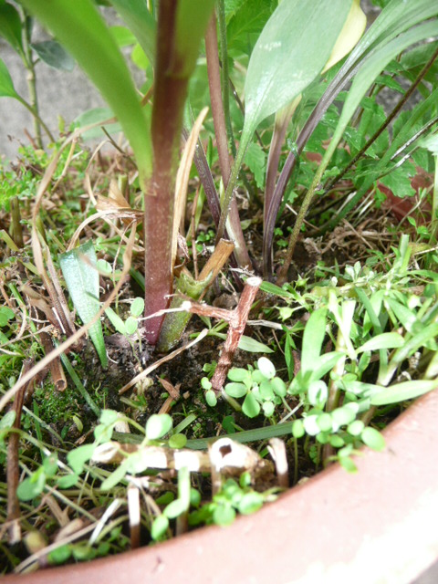 按此在新視窗瀏覽圖片