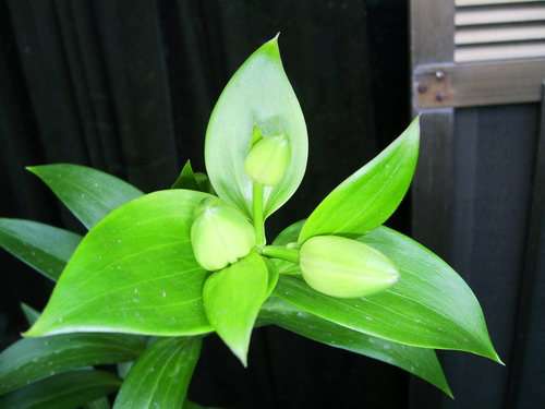 «ö¦¹¦b·sµøµ¡ÂsÄý¹Ï¤ù