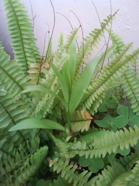 按此在新視窗瀏覽圖片