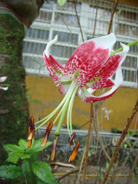 按此在新視窗瀏覽圖片