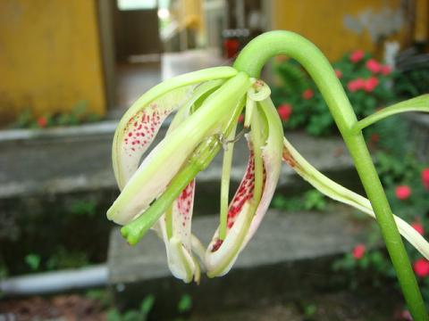 按此在新視窗瀏覽圖片