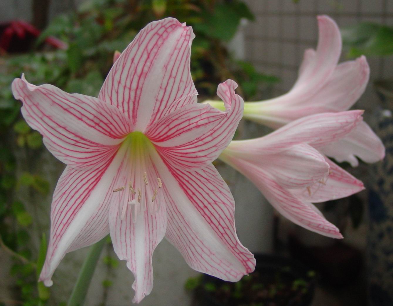 按此在新視窗瀏覽圖片