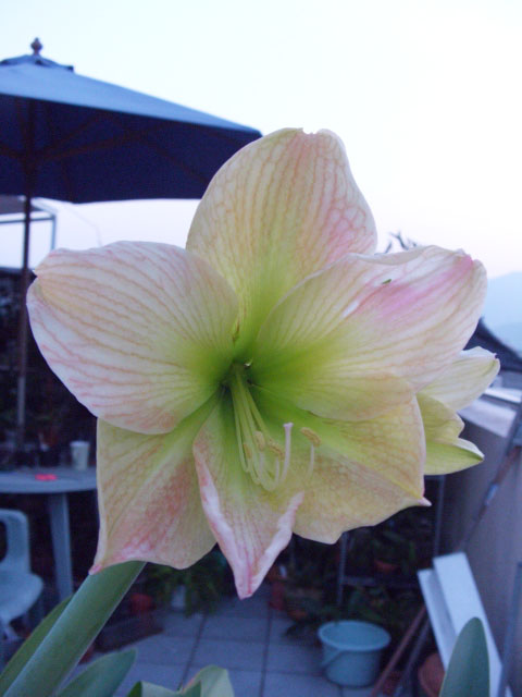 按此在新視窗瀏覽圖片