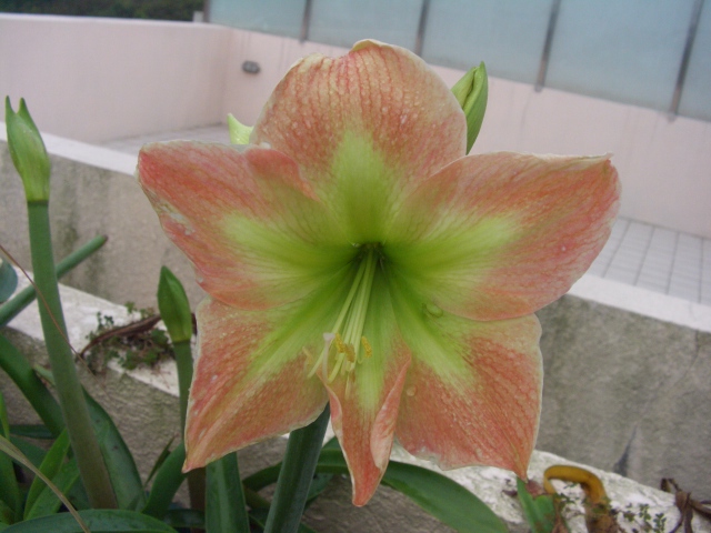 按此在新視窗瀏覽圖片