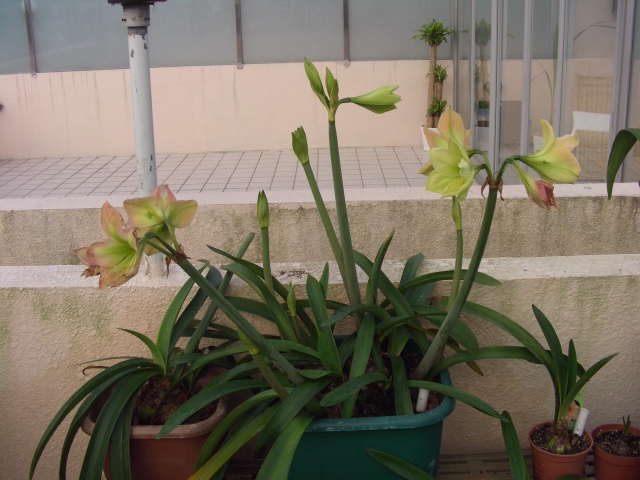 按此在新視窗瀏覽圖片