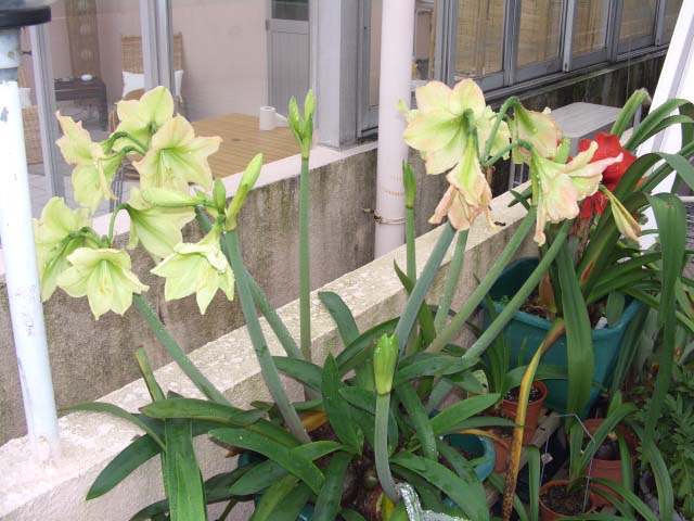 按此在新視窗瀏覽圖片