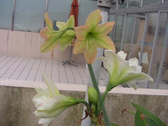 按此在新視窗瀏覽圖片