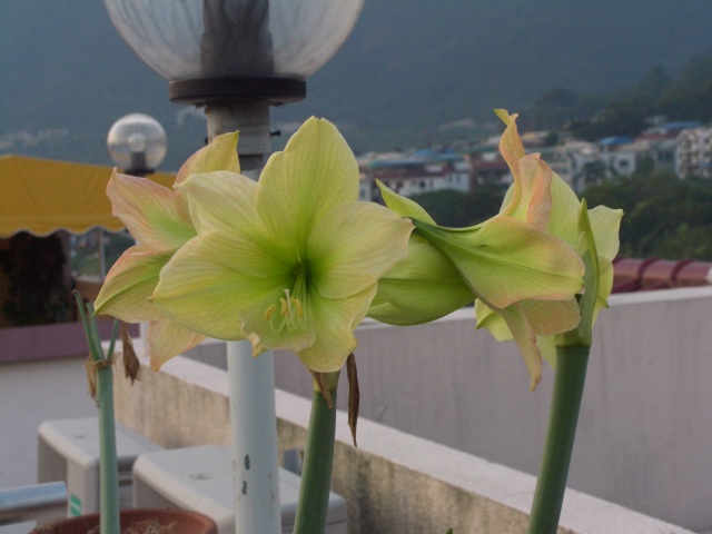 按此在新視窗瀏覽圖片