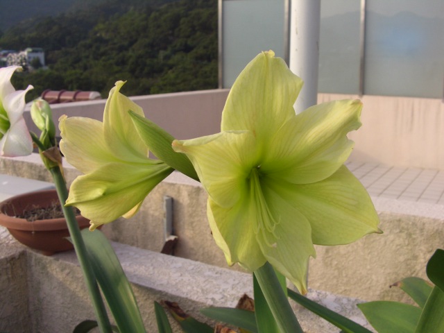 按此在新視窗瀏覽圖片