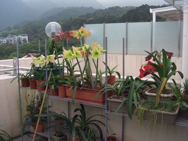 按此在新視窗瀏覽圖片