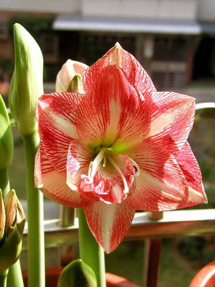 按此在新視窗瀏覽圖片