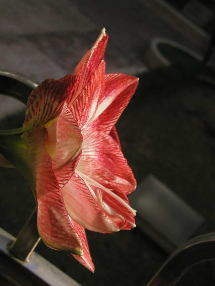 按此在新視窗瀏覽圖片