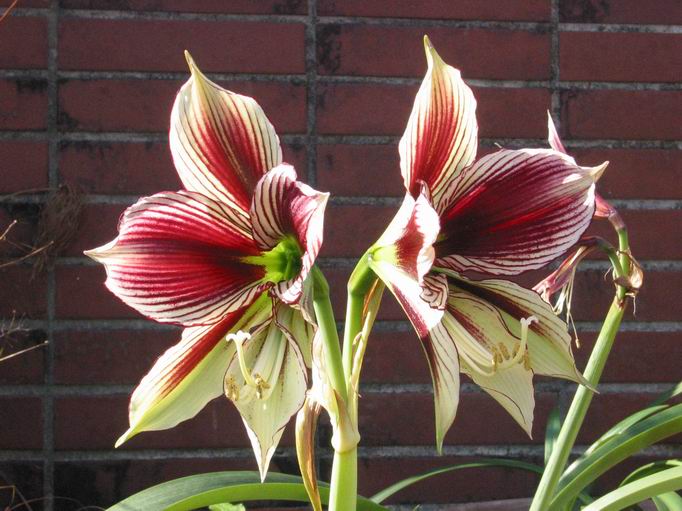 按此在新視窗瀏覽圖片